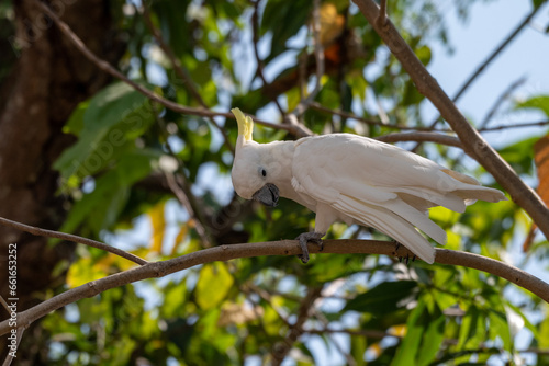 The yellow crested cockatoo, Cacatua sulphurea also known as the lesser sulphur crested cockatoo