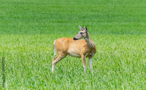 White-tailed Doe in a grassy meadow in a park in Rome Georgia.