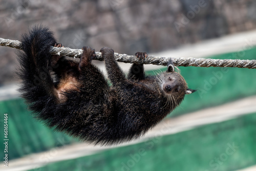 The binturong, Arctictis binturong, also known as bearcat is climbing on tree