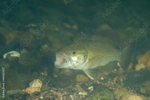 Spotted bass catching prey in river