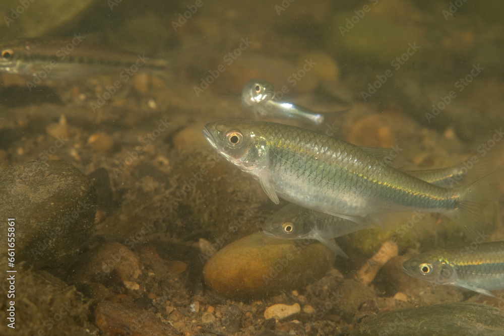Striped shiner in a river Striped shiner in a river
