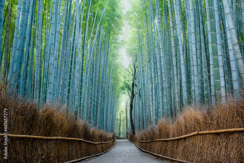 Bamboo forest in the morning (ID: 661657273)