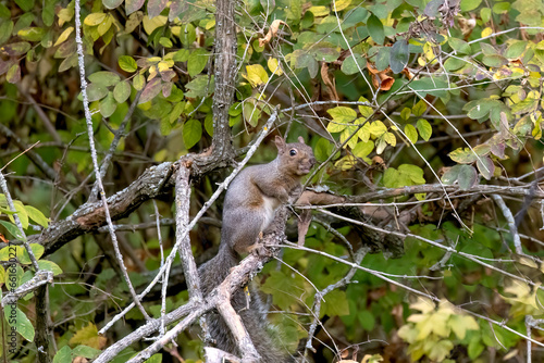 The eastern gray squirrel  Sciurus carolinensis  in the park.