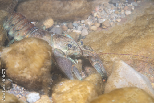 Crawfish in a clear creek