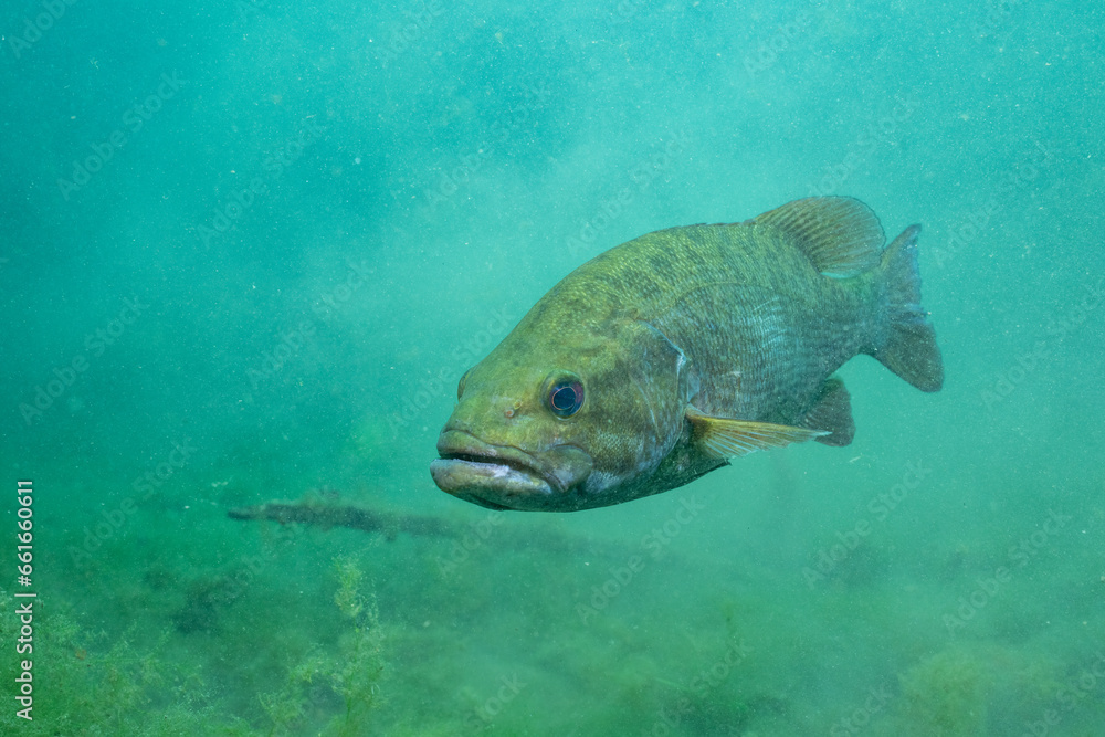 Φωτογραφία Largemouth bass in a lake