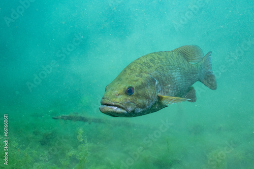 Largemouth bass in a lake