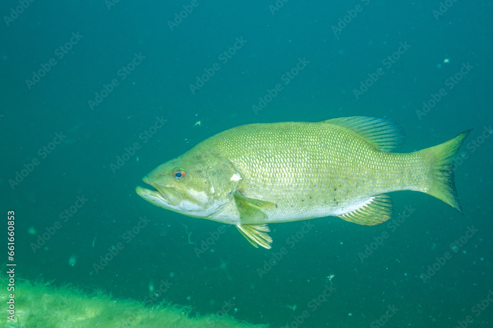 Largemouth bass in a lake Largemouth bass in a lake