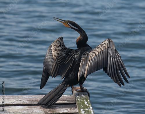 Obraz na plátně An Australasian darter, or snakebird (Anhinga novaehollandiae), drying its wings after a fishing expedition
