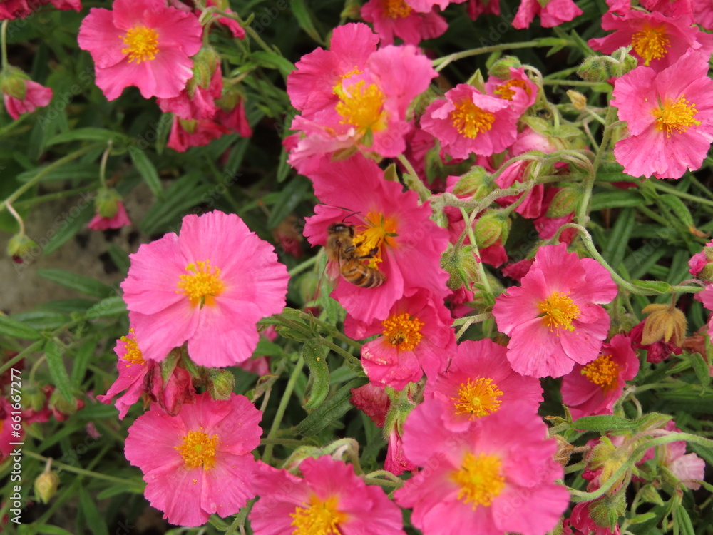 pink flowers in the garden pink flowers in the garden