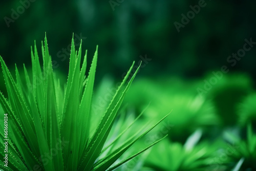 Green background with green plant. Nature concept.