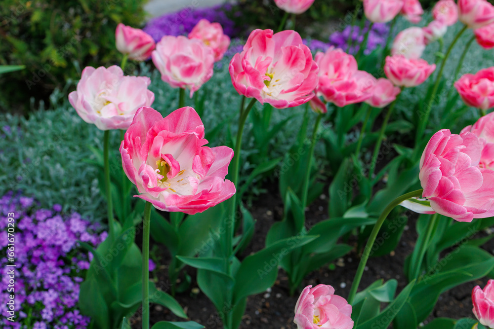 Flowers in a flower bed tulips. Greening the urban environment. Background with selective focus Flowers in a flower bed tulips. Greening the urban environment. Background with selective focus