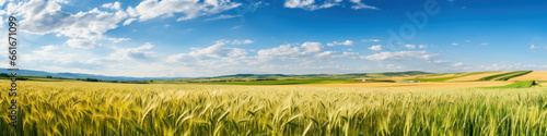 Summer wheat field panorama countryside