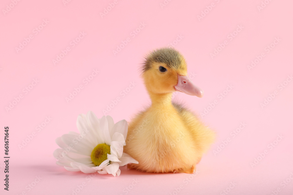 Baby animal. Cute fluffy duckling near flower on pink background