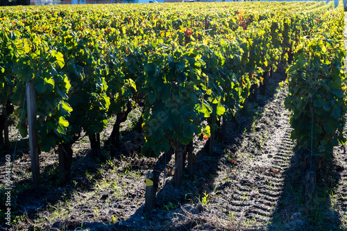 Green vineyards with rows of red Cabernet Sauvignon grape variety of Haut-Medoc vineyards in Bordeaux  left bank of Gironde Estuary  France  ready to harvest