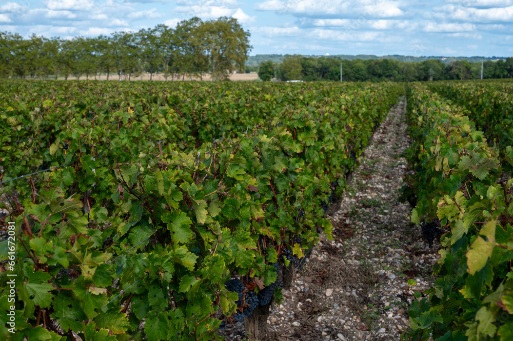 Obraz premium Green vineyards with rows of red Cabernet Sauvignon grape variety of Haut-Medoc vineyards in Bordeaux, left bank of Gironde Estuary, France, ready to harvest