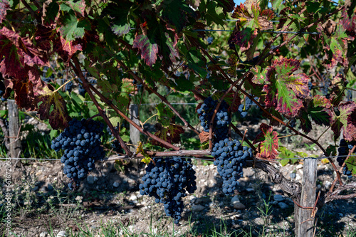 Vineyards in Pauillac village with rows of red Cabernet Sauvignon grape variety of Haut-Medoc vineyards in Bordeaux, left bank of Gironde Estuary, France, ready to harvest