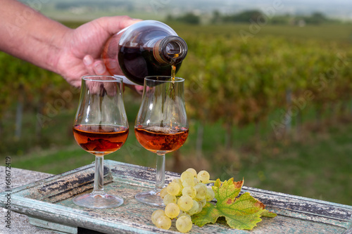 Fototapeta Naklejka Na Ścianę i Meble -  Tasting of Cognac strong alcohol drink in Cognac region, Charente with rows of ripe ready to harvest ugni blanc grape on background uses for spirits distillation, France