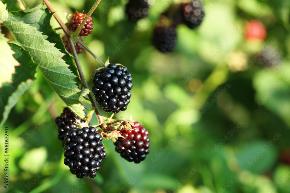 Ripe blackberries growing on bush outdoors, closeup. Space for text Ripe blackberries growing on bush outdoors, closeup. Space for text