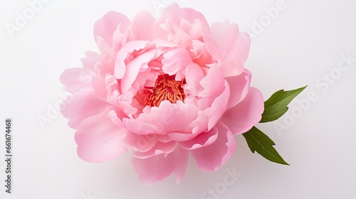 Portrait beautiful pink peony flower isolated on white background AI Generative