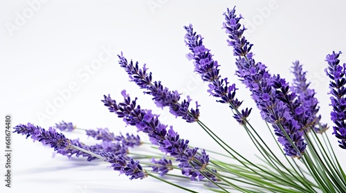 Portrait beautiful lavender flower isolated on white background AI Generative