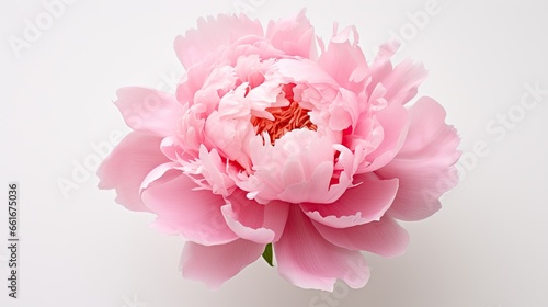 Portrait beautiful pink peony flower isolated on white background AI Generative