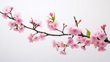 Portrait beautiful pink cherry blossom flower isolated on white background AI Generative