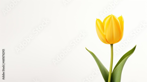 Portrait beautiful yellow tulip flower AI Generative