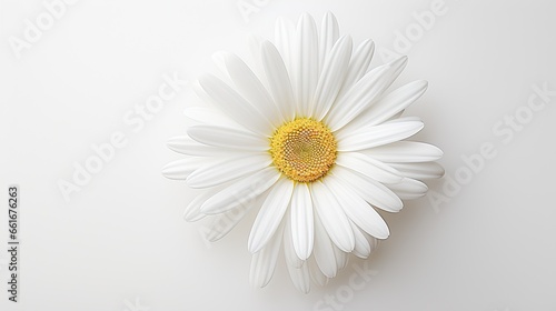 Portrait beautiful white daisyflower AI Generative