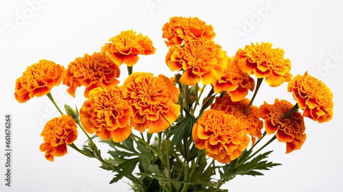 Portrait beautiful orange marry gold flower AI Generative