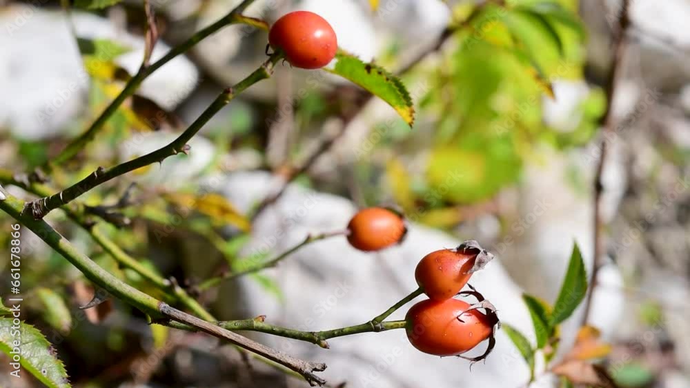 berries of Rosa agrestis Savi,commonly known as the small-leaved sweet briar,or fieldbriar,a plant in the Rosaceae family,in October in the Italian Lazio region,macro close-up berries of Rosa agrestis Savi,commonly known as the small-leaved sweet briar,or fieldbriar,a plant in the Rosaceae family,in October in the Italian Lazio region,macro close-up