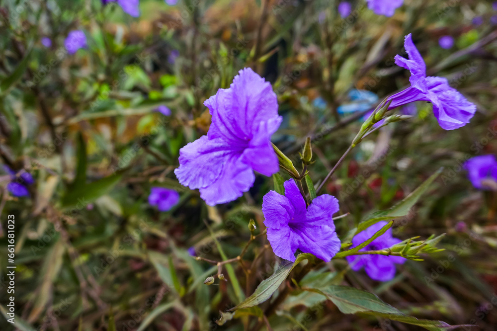 Selective focus of a purple crocus flowers Selective focus of a purple crocus flowers