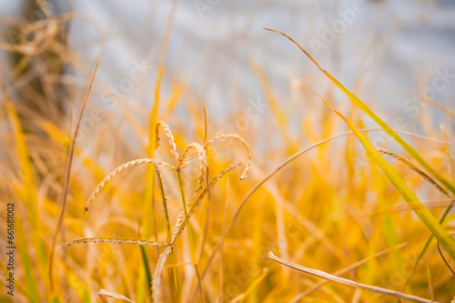 Selective focus and close up of yellow grass in autumn