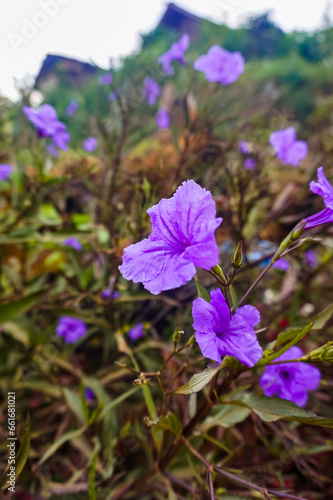 Selective focus of a purple crocus flowers