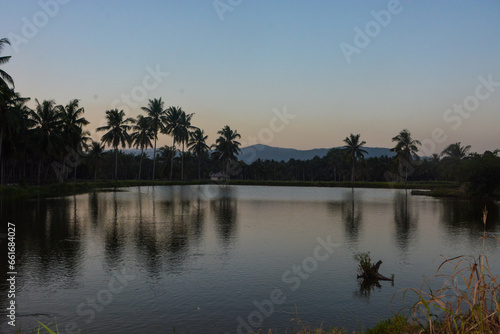 Beautiful view of coconut trees and lake in the afternoon in Sumatra  Indonesia.