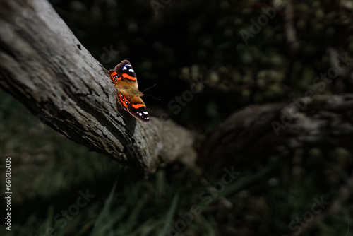 The New Zealand Red Admiral is a butterfly endemic to New Zealand. Its Māori name is Kahukura, which means 