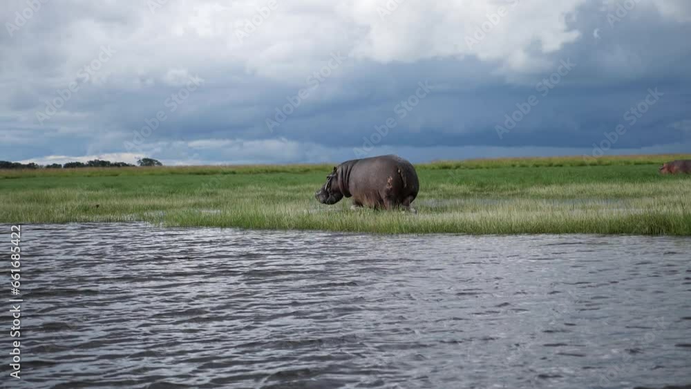Huge Hippopotamus walking in the wetlands in Chobe, Botswana in slow motion. Game drive on a boat on Chobe river in Botswana. Wild safari in Africa. Safari ride. A Game drive.