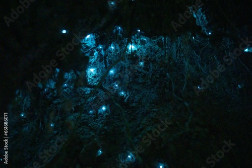 Fotografie In New Zealand and Australia, glow-worms are the larvae of a special kind of fly