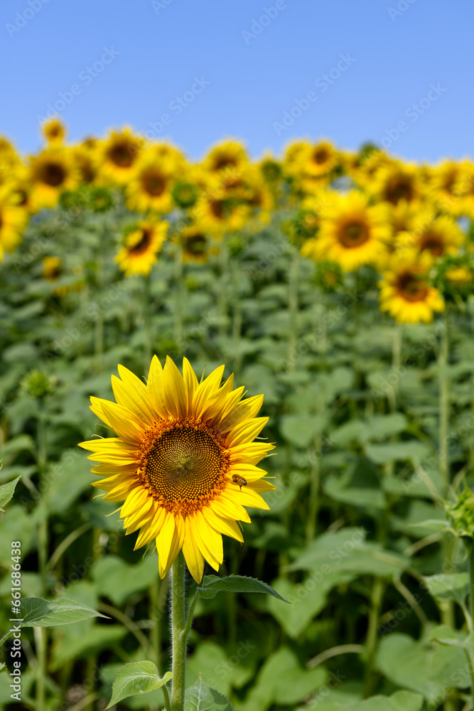 Tuscan landscape with the flower of summer, the sunflower
Tuscan landscape with the flower of summer, the sunflower