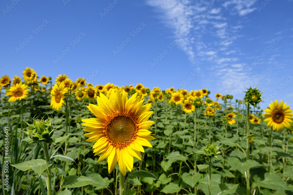 Tuscan landscape with the flower of summer, the sunflower
Tuscan landscape with the flower of summer, the sunflower