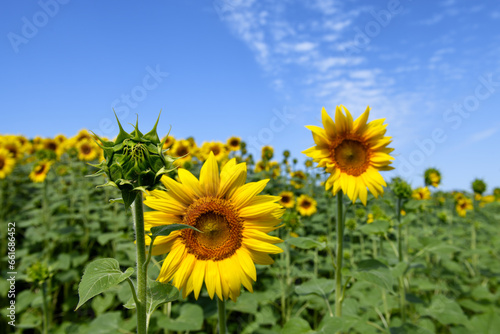 Tuscan landscape with the flower of summer  the sunflower  