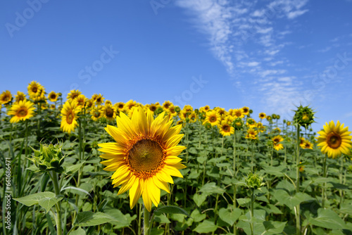 Tuscan landscape with the flower of summer, the sunflower