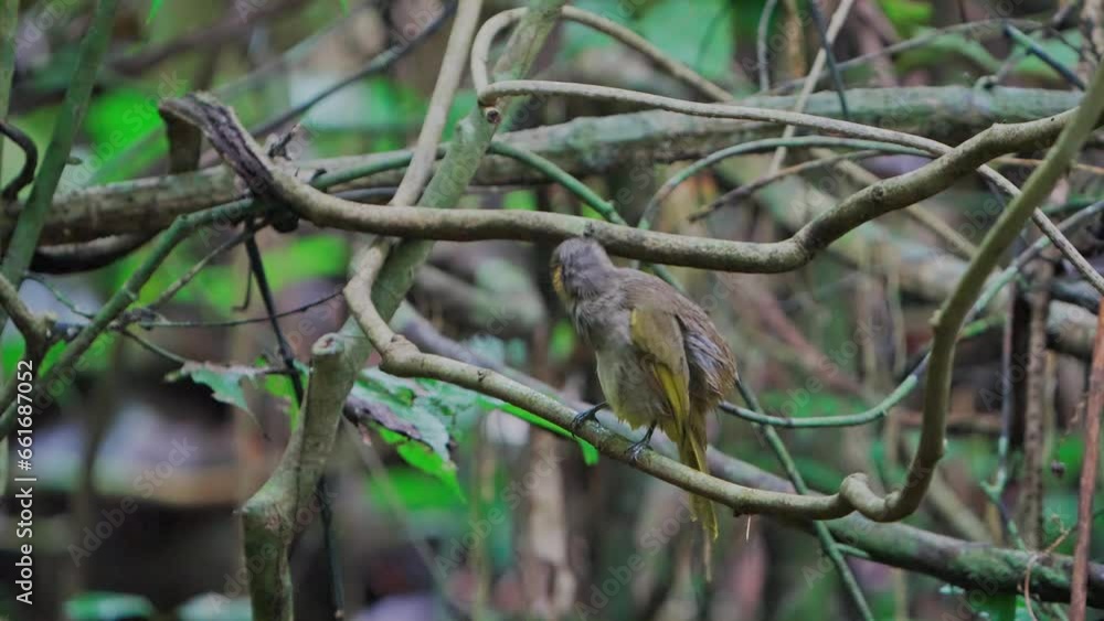 Stripe-throated Bulbul resting on vine, preening feathers Stripe-throated Bulbul resting on vine, preening feathers