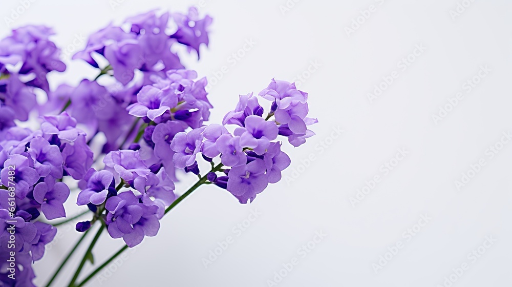 Fototapeta premium Portrait beautiful purple statice flower Ai Generative