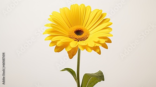 Portrait beautiful yellow daisy flower on the white background Ai Generative