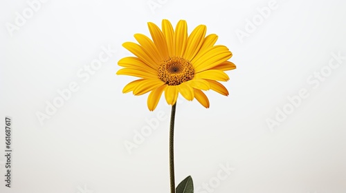 Portrait beautiful yellow daisy flower on the white background Ai Generative