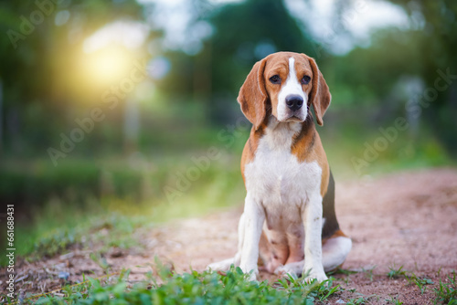 A tri-color beagle dog sitting on the green grass out door in the field. Focus on face with shallow depth of field.