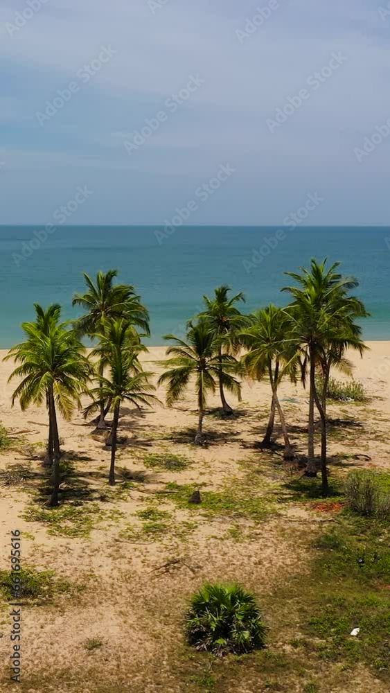 Aerial drone of Sandy beach with palm trees and turquoise water. Sri Lanka. Aerial drone of Sandy beach with palm trees and turquoise water. Sri Lanka.
