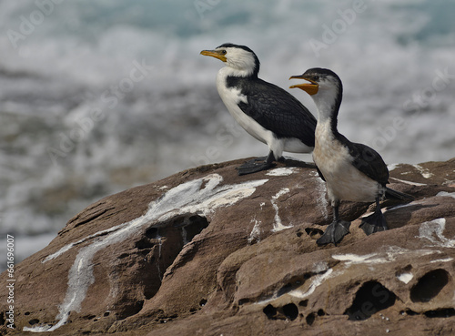 Cormorants sit on a large coastal rock at Pambula Beach wave are crashing nearby.