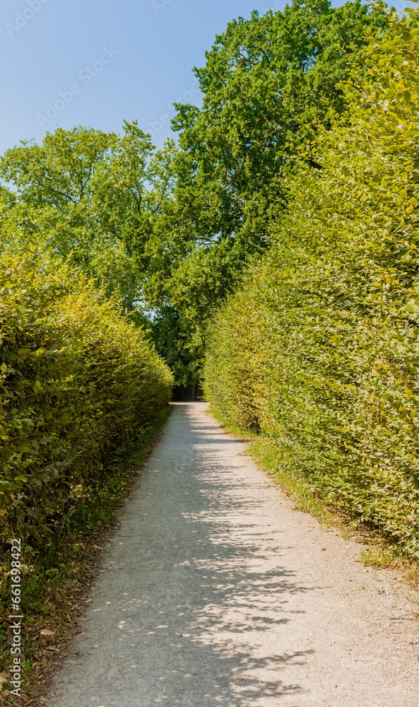 Gravel walking path between two rows of hedge bushes.