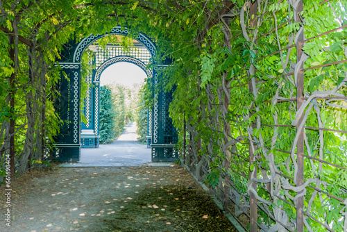 Photography Green vines covering trellised walkway in public park.
